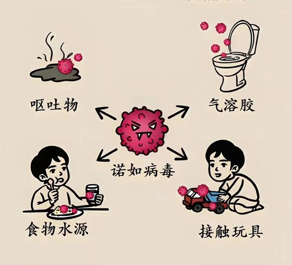 疾病防控|保定理工学院|管理学院|诺如病毒进入高发期，这份防护指南请收好！